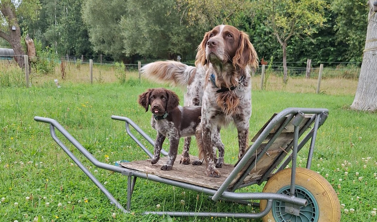 Puppy en volwassen hond samen buiten